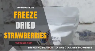 Can Puppies Enjoy Freeze-Dried Strawberries? A Comprehensive Guide