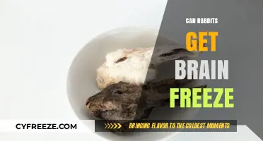 Can Rabbits Get Brain Freeze? Exploring Cold Treats and Bunny Safety