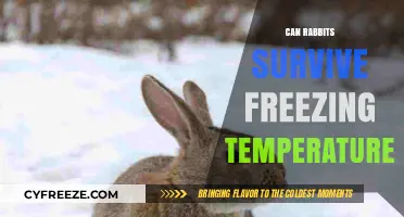 Can Rabbits Survive Freezing Temperatures? Essential Winter Care Tips