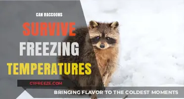 Raccoons in Winter: Surviving Freezing Temperatures with Adaptable Resilience