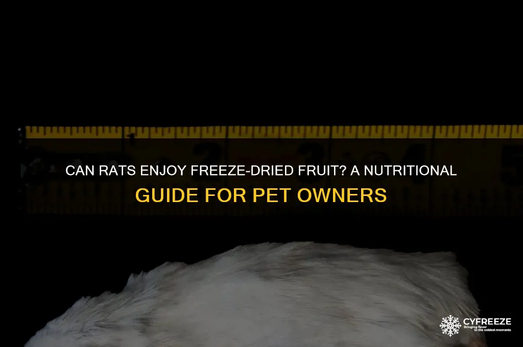can rats eat freeze dried fruit