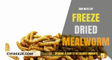 Can Rats Safely Enjoy Freeze-Dried Mealworms as a Treat?