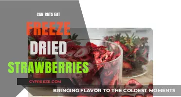Can Rats Enjoy Freeze-Dried Strawberries? A Nutritional Guide