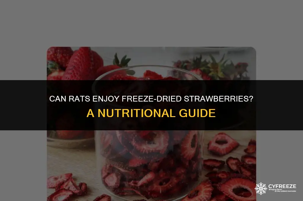 can rats eat freeze dried strawberries
