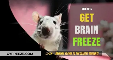 Can Rats Get Brain Freeze? Exploring Rodent Reactions to Cold Treats