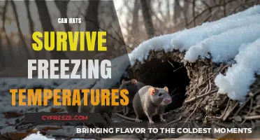 Can Rats Survive Freezing Temperatures? Uncovering Their Winter Survival Secrets