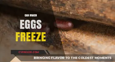 Can Roach Eggs Survive Freezing? The Truth About Cold Temperatures