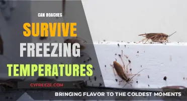 Can Roaches Survive Freezing Temperatures? Unveiling Their Winter Resilience