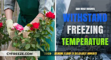 Can Rose Bushes Survive Freezing Temperatures? Winter Care Tips