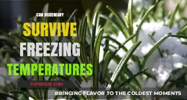 Rosemary's Resilience: Can It Survive Freezing Winter Temperatures?