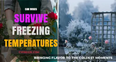 Can Roses Survive Freezing Temperatures? Winter Care Tips Revealed