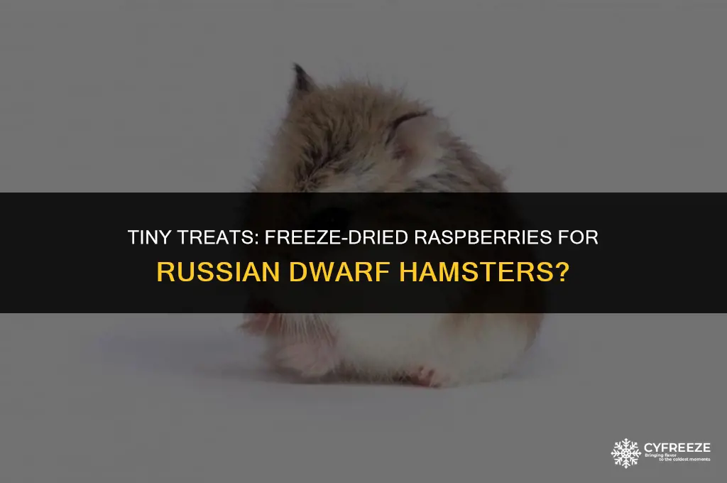 can russian dwarf hamsters eat freeze dried rasberries