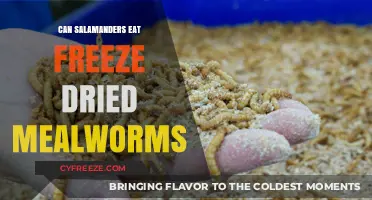 Can Salamanders Thrive on Freeze-Dried Mealworms? A Nutritional Guide
