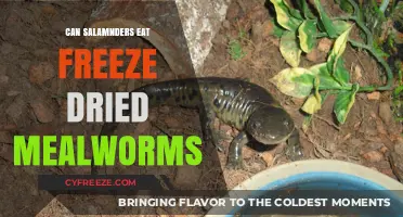 Can Salamanders Thrive on Freeze-Dried Mealworms? A Herpetological Insight