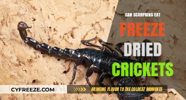 Exploring Scorpions' Diets: Can They Consume Freeze-Dried Crickets?
