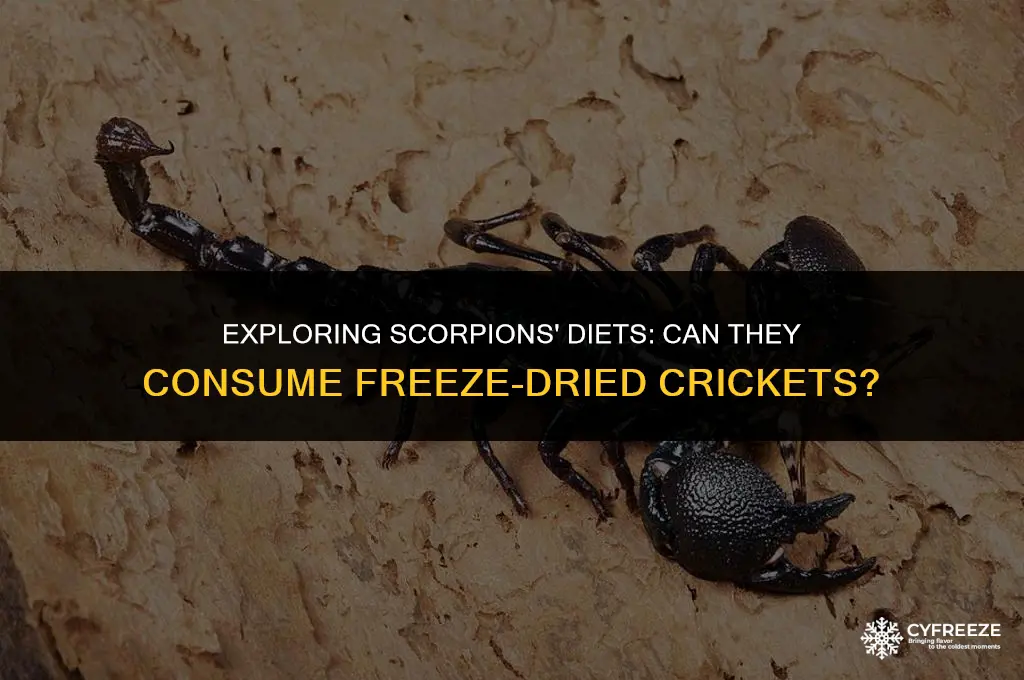 can scorpions eat freeze dried crickets