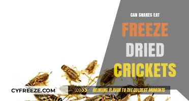 Exploring the Unusual Diet of Snakes: Freeze-Dried Crickets on the Menu?