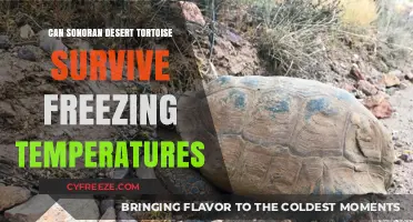 Sonoran Desert Tortoise: Can It Survive Freezing Temperatures?