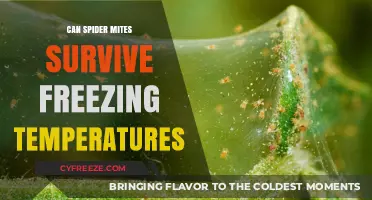 Spider Mites in Winter: Can They Survive Freezing Temperatures?