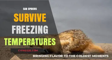 Can Spiders Survive Freezing Temperatures? Unveiling Their Winter Survival Secrets