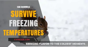 Squirrels in Winter: How They Survive Freezing Temperatures and Thrive