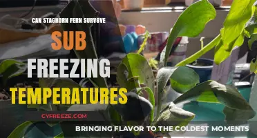 Staghorn Fern Survival: Can It Withstand Sub-Freezing Temperatures?