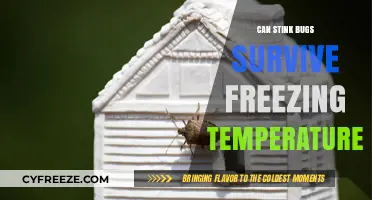 Surviving Winter: Can Stink Bugs Endure Freezing Temperatures?