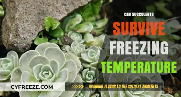 Can Succulents Survive Freezing Temperatures? Essential Winter Care Tips