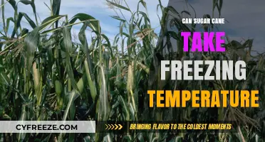 Can Sugar Cane Survive Freezing Temperatures? A Comprehensive Guide