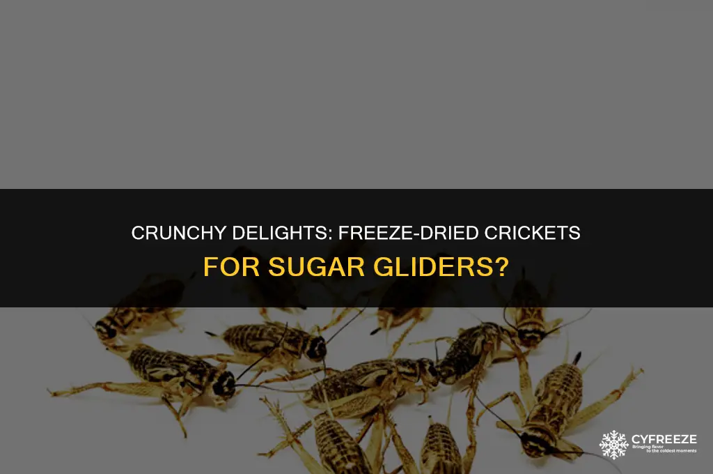 can sugar gliders eat freeze dried crickets