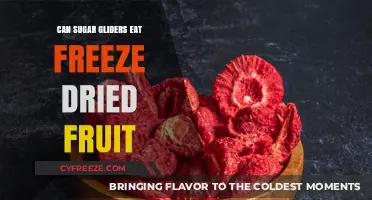 Sweet Treats for Sugar Gliders: The Freeze-Dried Fruit Debate