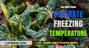 Swiss Chard Survival Guide: Can It Withstand Freezing Temperatures?