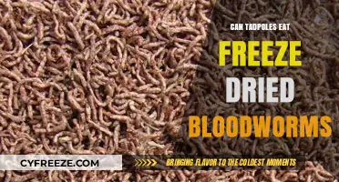 Tadpole Diet: The Surprising Truth About Freeze-Dried Bloodworms