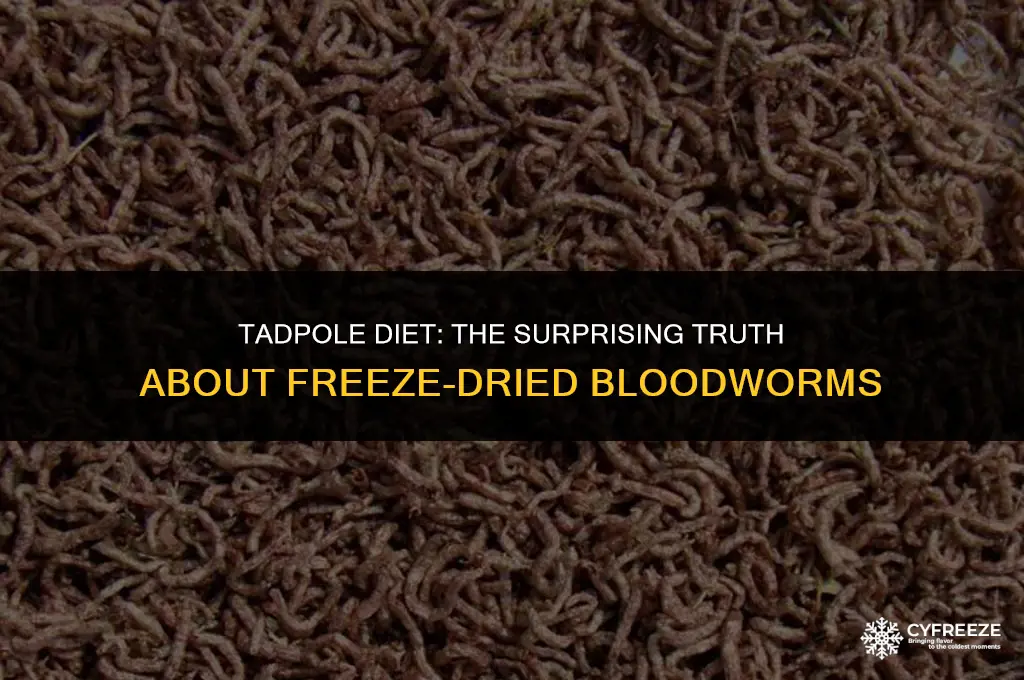 can tadpoles eat freeze dried bloodworms