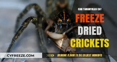 Exploring the Diet of Tarantulas: Freeze-Dried Crickets on the Menu?