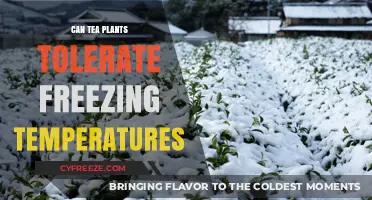 Can Tea Plants Survive Frost? Exploring Cold Tolerance in Tea Cultivation