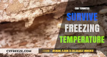 Termites in Winter: Can They Survive Freezing Temperatures?