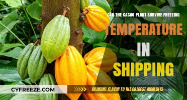 Cacao Plant Survival: Can It Endure Freezing Shipping Temperatures?