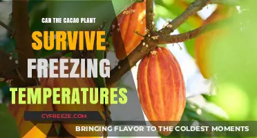 Can Cacao Plants Survive Freezing Temperatures? Exploring Their Cold Tolerance