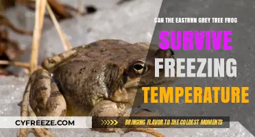 Eastern Grey Tree Frog: Surviving Winter's Freeze - How Do They Do It?
