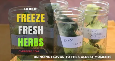 Quick Freeze: Preserving Fresh Herbs for Year-Round Flavor
