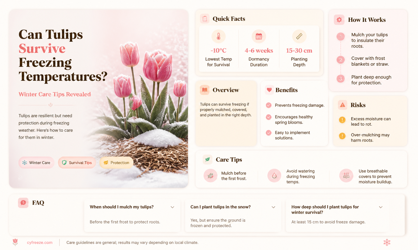 can tulips survive freezing temperatures