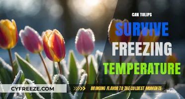 Can Tulips Survive Freezing Temperatures? Winter Care Tips Revealed