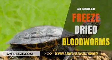 Can Turtles Eat Freeze-Dried Bloodworms? A Complete Guide