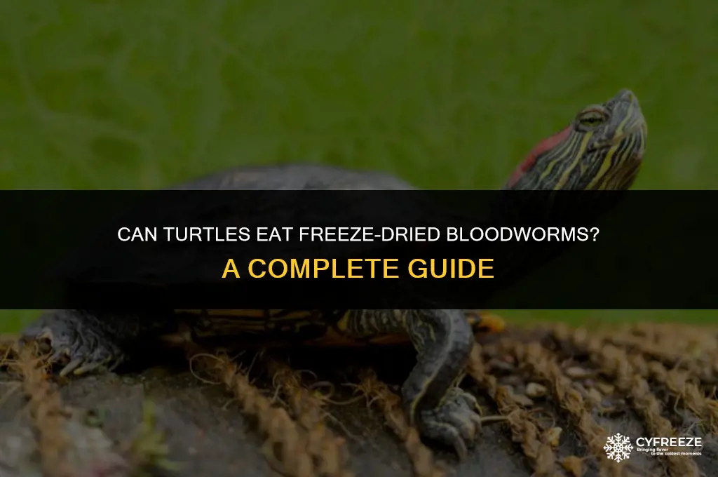can turtles eat freeze dried bloodworms