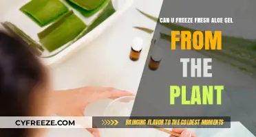 Preserving Nature's Bounty: Can You Freeze Fresh Aloe Gel?