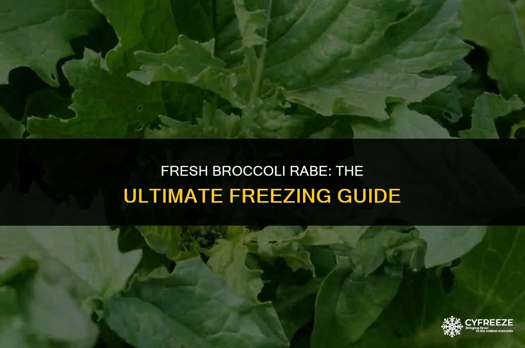 can u freeze fresh broccoli rabe