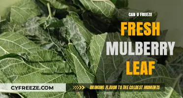 Preserving Nature's Bounty: A Guide to Freezing Fresh Mulberry Leaves