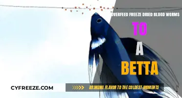 Feeding Frenzy: Can You Overfeed Freeze-Dried Blood Worms to a Betta?