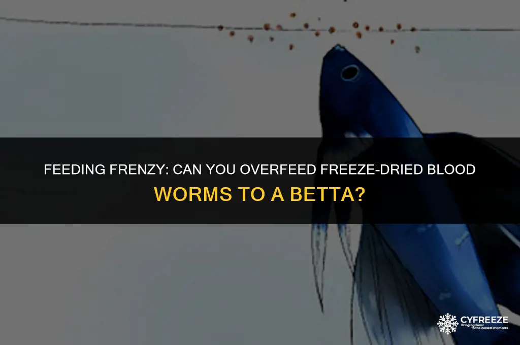 can u overfeed freeze dried blood worms to a betta